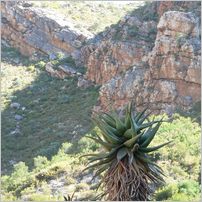 Click to enlarge photo from our 3000Mile tour of South Africa - Jan/Feb 2009