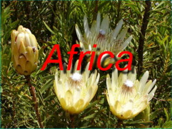 Come and Visit our Photo Galleries and magnificant Panoramas from trips to South Africa during both Springtime and Summertime during 2003 and 2005!
