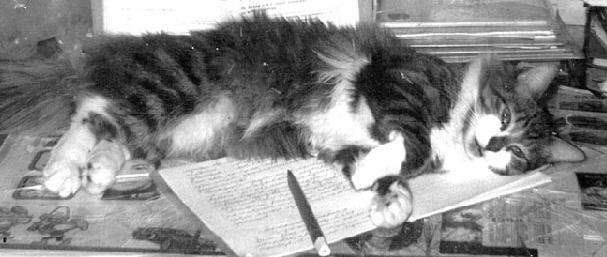 My cat