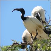 Click to enlarge photo - South Africa - Cape Town to Grahamstown and back - 2000 miles.