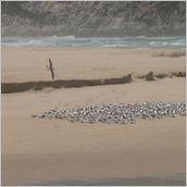 Click to enlarge photo - South Africa - Cape Town to Grahamstown and back - 2000 miles.
