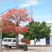 Click to enlarge photo - South Africa - Cape Town to Grahamstown and back - 2000 miles.