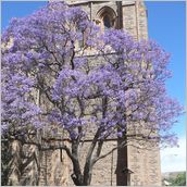 Click to enlarge photo - South Africa - Cape Town to Grahamstown and back - 2000 miles.
