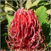 Click to enlarge photo - South Africa - Cape Town to Grahamstown and back - 2000 miles.