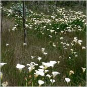 Click to enlarge photo - South Africa - Cape Town to Grahamstown and back - 2000 miles.