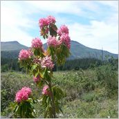 Click to enlarge photo - South Africa - Cape Town to Grahamstown and back - 2000 miles.