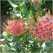Click to enlarge photo - South Africa - Cape Town to Grahamstown and back - 2000 miles.