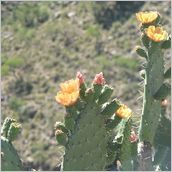 Click to enlarge photo - South Africa - Cape Town to Grahamstown and back - 2000 miles.