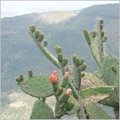 Click to enlarge photo - South Africa - Cape Town to Grahamstown and back - 2000 miles.