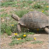 Click to enlarge photo - South Africa - Cape Town to Grahamstown and back - 2000 miles.