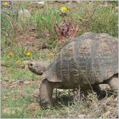 Click to enlarge photo - South Africa - Cape Town to Grahamstown and back - 2000 miles.