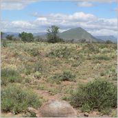 Click to enlarge photo - South Africa - Cape Town to Grahamstown and back - 2000 miles.