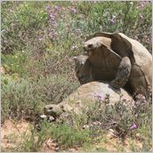 Click to enlarge photo - South Africa - Cape Town to Grahamstown and back - 2000 miles.