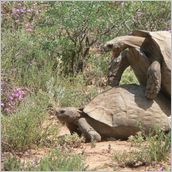 Click to enlarge photo - South Africa - Cape Town to Grahamstown and back - 2000 miles.