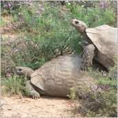 Click to enlarge photo - South Africa - Cape Town to Grahamstown and back - 2000 miles.