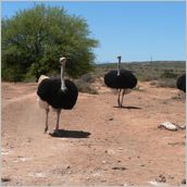 Click to enlarge photo - South Africa - Cape Town to Grahamstown and back - 2000 miles.