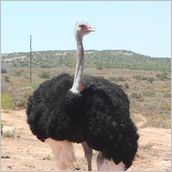 Click to enlarge photo - South Africa - Cape Town to Grahamstown and back - 2000 miles.