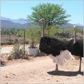 Click to enlarge photo - South Africa - Cape Town to Grahamstown and back - 2000 miles.