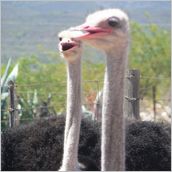Click to enlarge photo - South Africa - Cape Town to Grahamstown and back - 2000 miles.