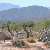 Click to enlarge photo - South Africa - Cape Town to Grahamstown and back - 2000 miles.
