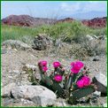 Click to enlarge image from Valentina's Trip from LAX to San Francisco, Reno, Death Valley, Vegas, Zion Canyon and back thru Cima, Kelso and Route 66 to LAX!